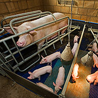 Domestic pigs suckling piglets in shed at piggery, Belgium